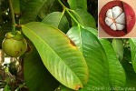 Enlarged Image of 'Garcinia mangostana'