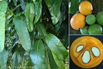 Enlarged Image of 'Garcinia xanthochymus'