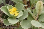 Enlarged Image of 'Corchorus torresianus'