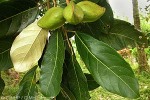 Enlarged Image of 'Heritiera littoralis'