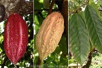 Enlarged Image of 'Theobroma cacao'