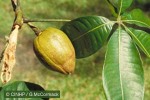 Enlarged Image of 'Pachira aquatica'