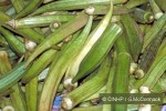 Enlarged Image of 'Abelmoschus esculentus'