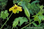 Enlarged Image of 'Abelmoschus moschatus'
