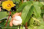 Enlarged Image of 'Gossypium barbadense var. barbadense'