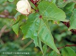 Enlarged Image of 'Gossypium hirsutum var. taitense'