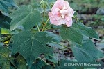 Enlarged Image of 'Hibiscus mutabilis'