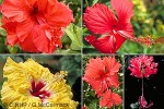 Enlarged Image of 'Hibiscus rosa-sinensis'