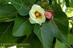 Enlarged Image of 'Thespesia populnea'