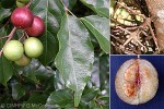 Enlarged Image of 'Flacourtia jangomas'