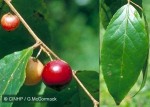 Enlarged Image of 'Flacourtia rukam'