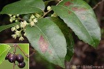 Enlarged Image of 'Xylosma suaveolens'
