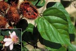 Enlarged Image of 'Bixa orellana'
