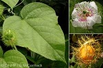 Enlarged Image of 'Passiflora foetida'