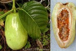 Enlarged Image of 'Passiflora quadrangularis'