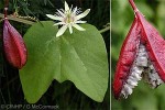 Enlarged Image of 'Passiflora rubra'