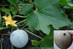 Enlarged Image of 'Benincasa hispida var. pruriens'