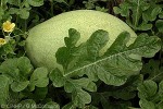 Enlarged Image of 'Citrullus lanatus'