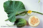 Enlarged Image of 'Cucumis melo var. agrestis'