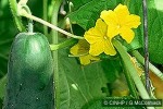 Enlarged Image of 'Cucumis sativus'
