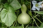 Enlarged Image of 'Lagenaria siceraria'