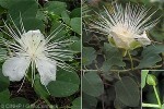 Enlarged Image of 'Capparis cordifolia'