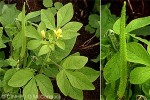 Enlarged Image of 'Cleome viscosa'