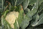 Enlarged Image of 'Brassica oleracea var. botrytis'