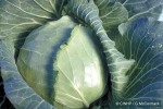 Enlarged Image of 'Brassica oleracea var. capitata'