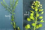 Enlarged Image of 'Lepidium virginicum'