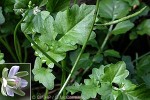 Polynesian Cress (Rorippa sarmentosa)