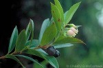 Enlarged Image of 'Vaccinium cereum'