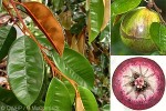 Enlarged Image of 'Chrysophyllum cainito'