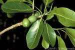 Enlarged Image of 'Pouteria grayana'