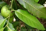 Enlarged Image of 'Diospyros digyna'