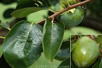 Enlarged Image of 'Diospyros kaki'