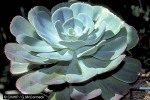 Enlarged Image of 'Echeveria peacockii cf.'