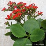 Enlarged Image of 'Kalanchoe blossfeldiana cvs'