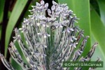 Enlarged Image of 'Bryophyllum delagoense'