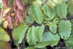 Enlarged Image of 'Bryophyllum pinnatum'