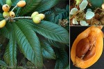 Enlarged Image of 'Eriobotrya japonica'