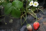 Enlarged Image of 'Fragaria X ananassa'