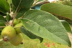 Enlarged Image of 'Malus pumila'