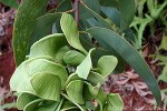 Enlarged Image of 'Acacia crassicarpa'