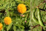 Enlarged Image of 'Acacia farnesiana'