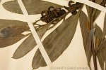 Enlarged Image of 'Acacia holosericea group'