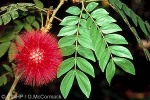 Enlarged Image of 'Calliandra haematocephala'