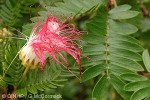 Enlarged Image of 'Calliandra surinamensis'