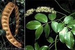 Enlarged Image of 'Entada phaseoloides'