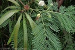 Enlarged Image of 'Leucaena leucocephala'